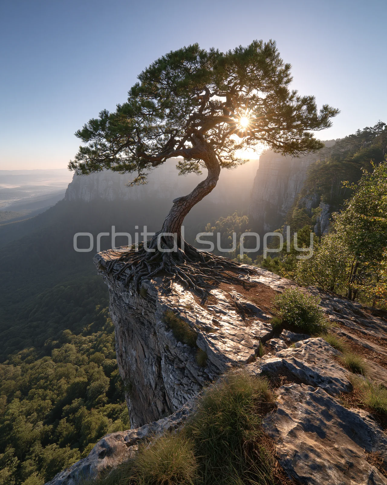 A wind-shaped pine grows from the narrow top of a rock pillar.