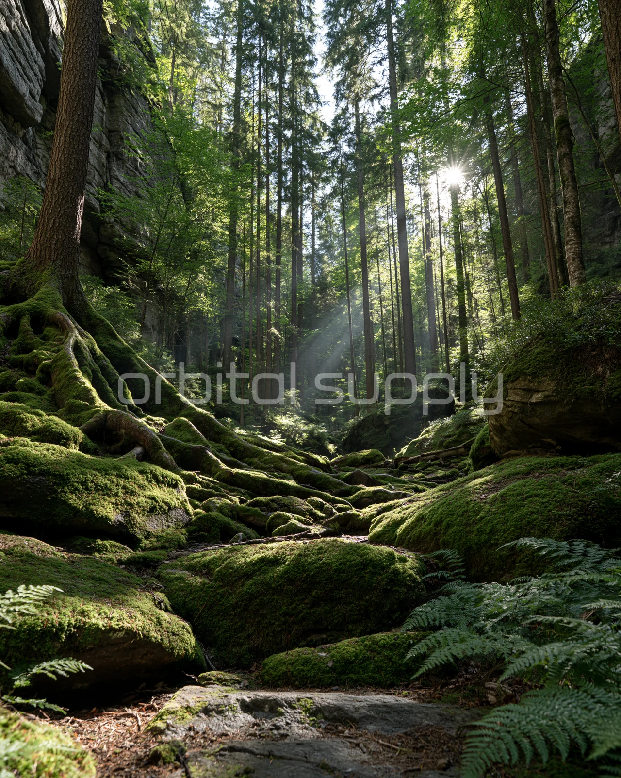 Thick roots and moss cover the floor of an old mountain forest.