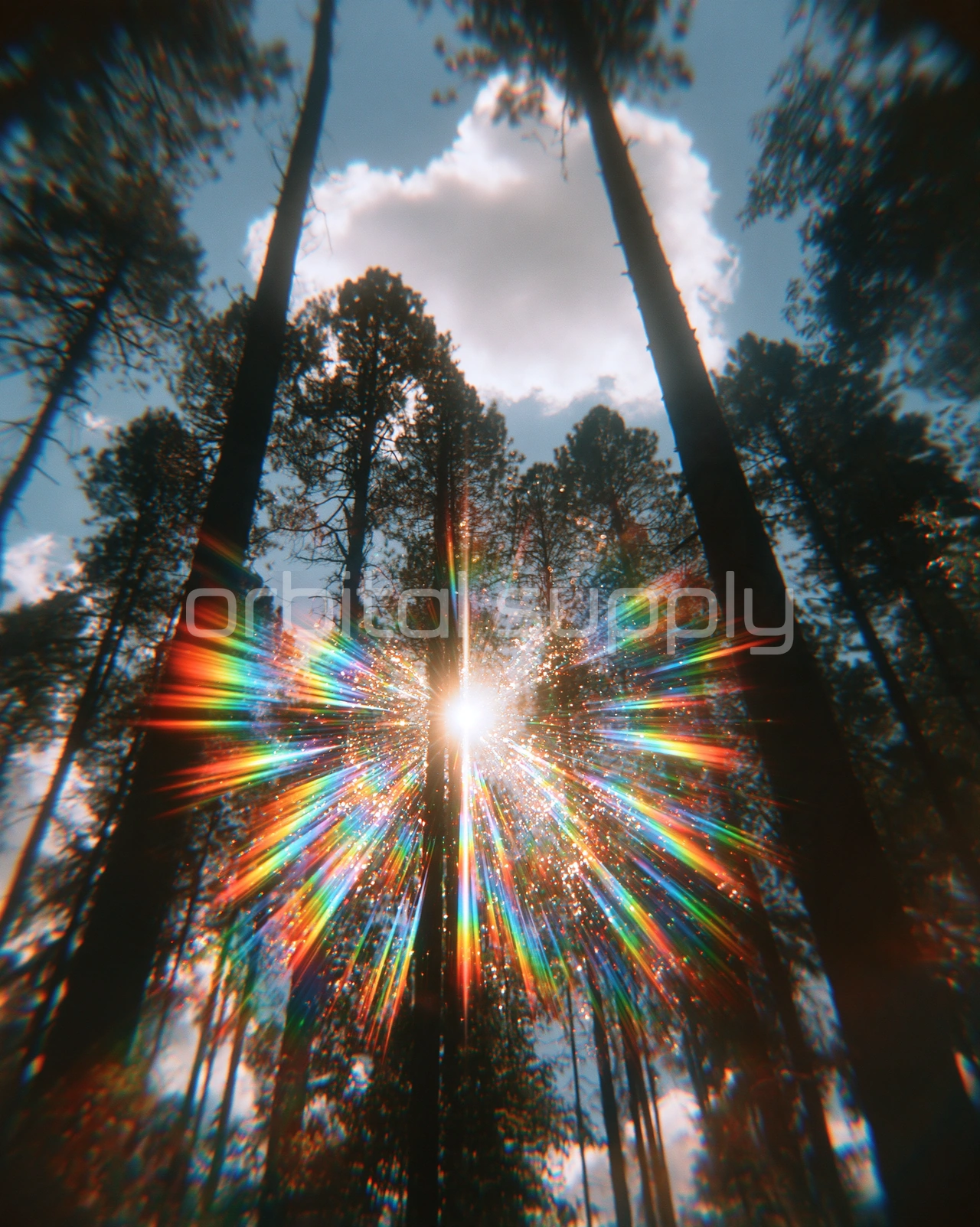 The sun bursts into rainbow rays between tall pine trunks against a blue sky.