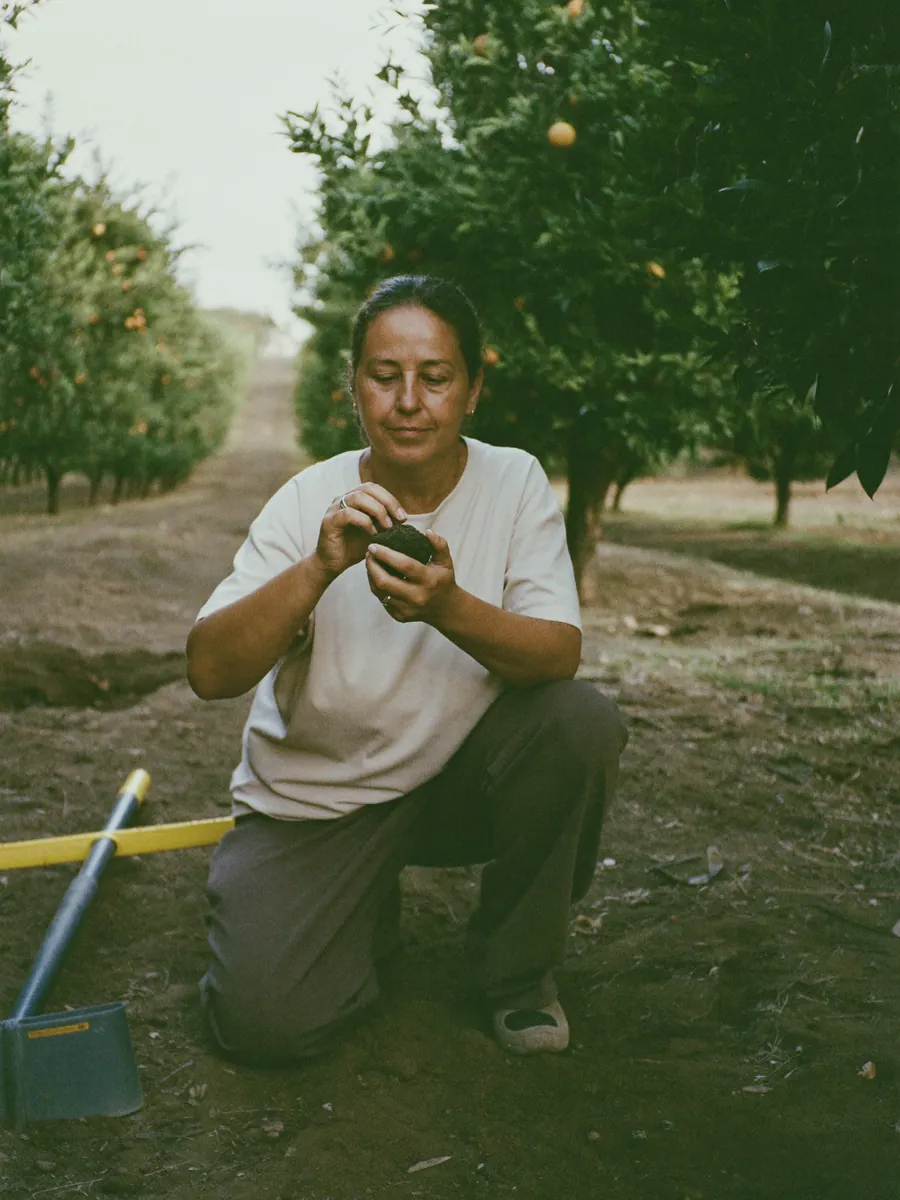 An agronomist kneeling between orange trees, a soil auger at her side