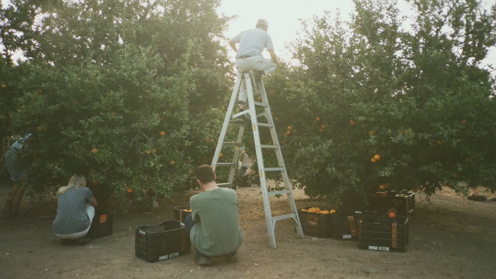 A harvest crew picking oranges at dawn, filling field crates under the trees
